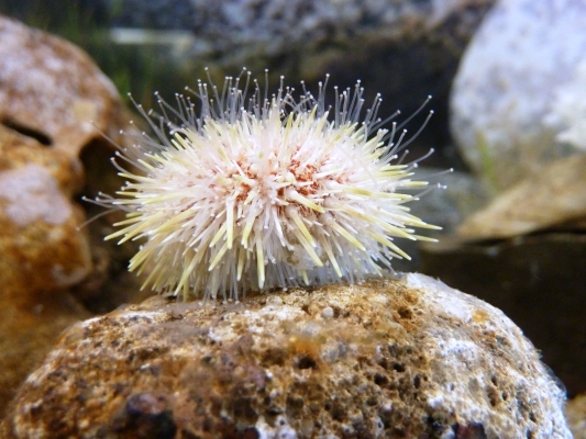 Epibenthischer Seeigel (Echinus spec.); nördliche Nordsee; (Hermann Neumann; SaM)